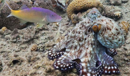 章鱼视频,探索海洋奥秘的视觉盛宴